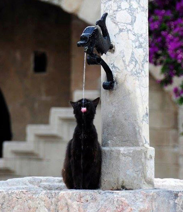 cat at fountain