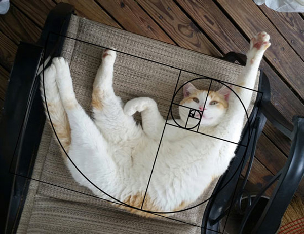 fibonacci cat