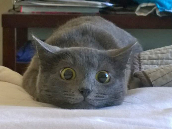 cat on couch with kitten