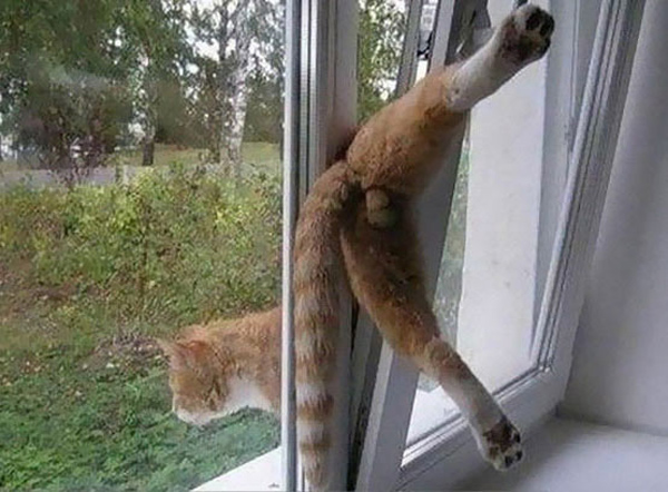 cat stuck in window.