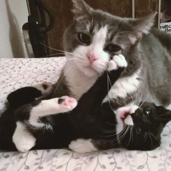 cat on couch with kitten