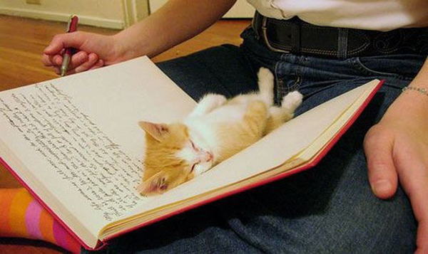 kitten bookmark