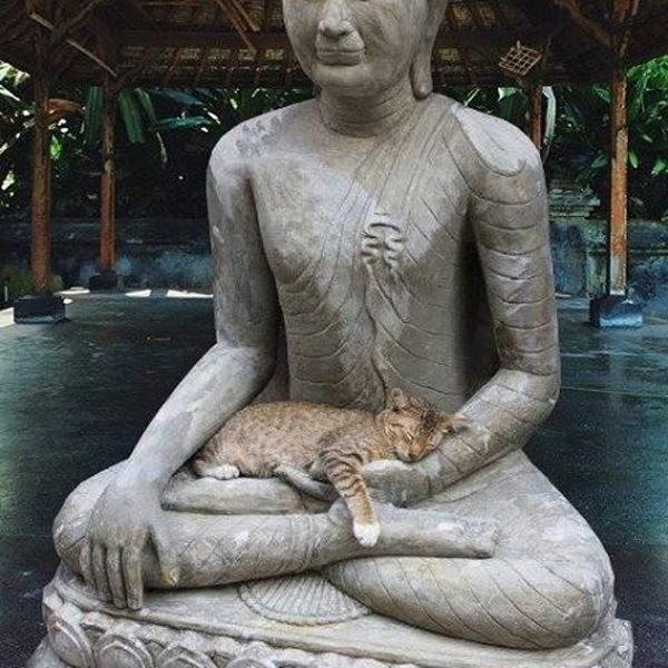cat in statue's lap