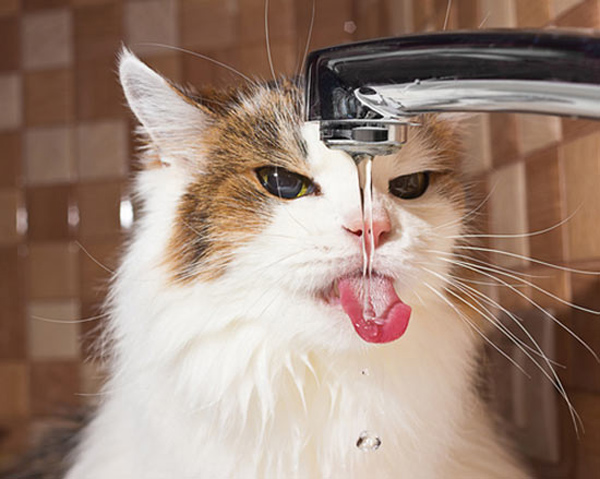 cat drinks from tap