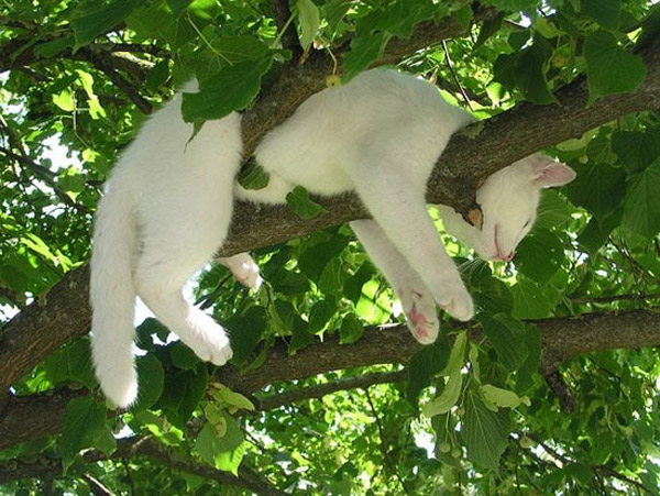 cat napping in the trees