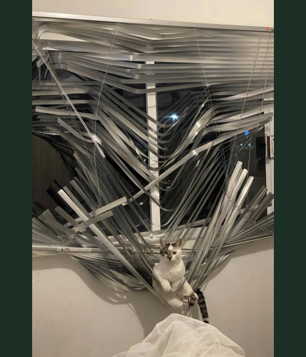 cat in ruined blinds