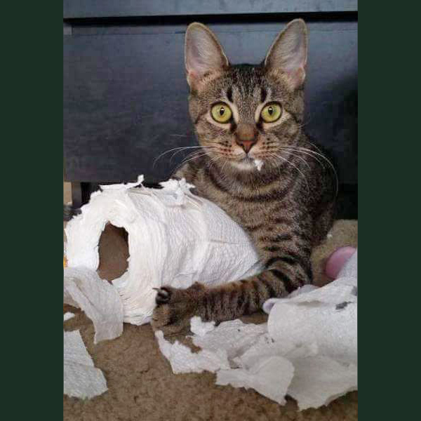 cat trapped in basket