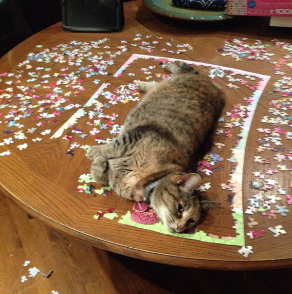 cat on puzzle