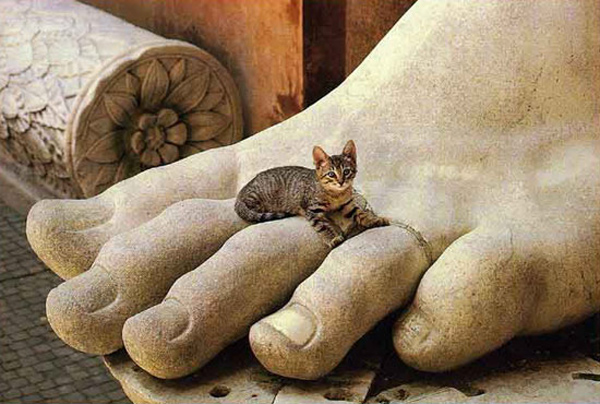 cat on giant foot