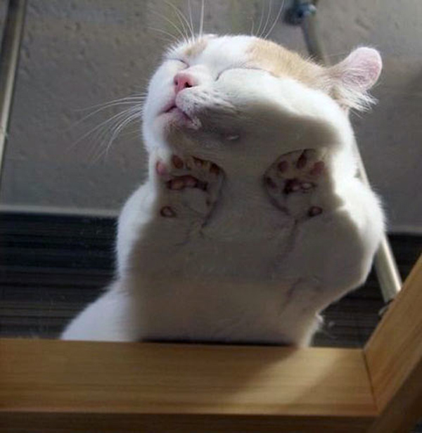 cat on glass