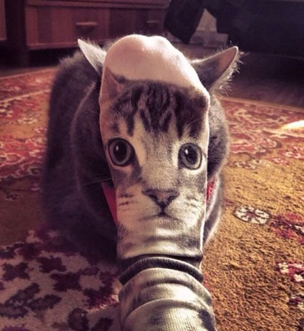 cat meets socks