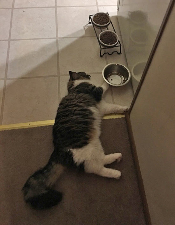 cat near food bowls