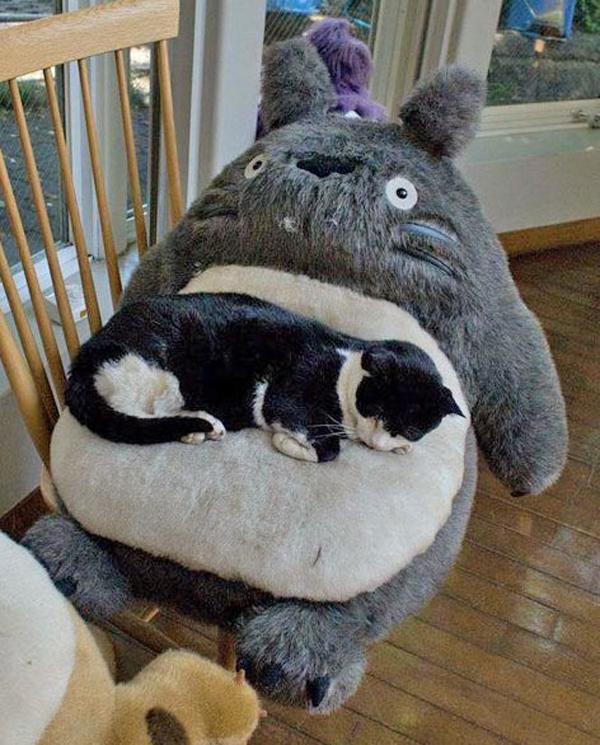 cat sleeping on totoro