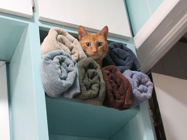 towel rack kitty