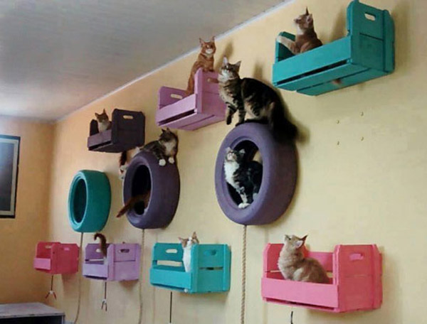 cats on the wall