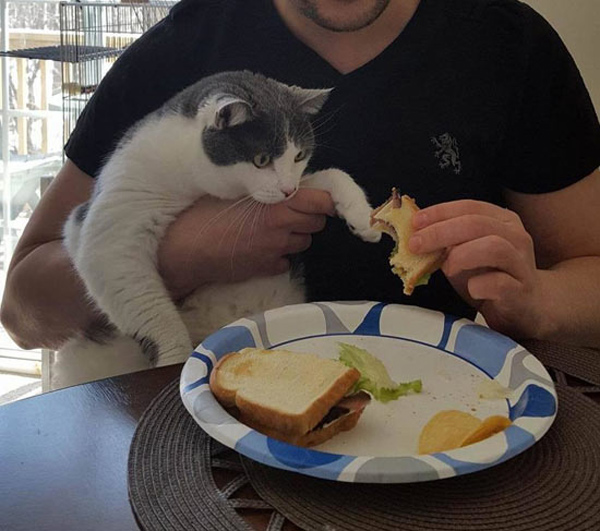cat looking at sammich
