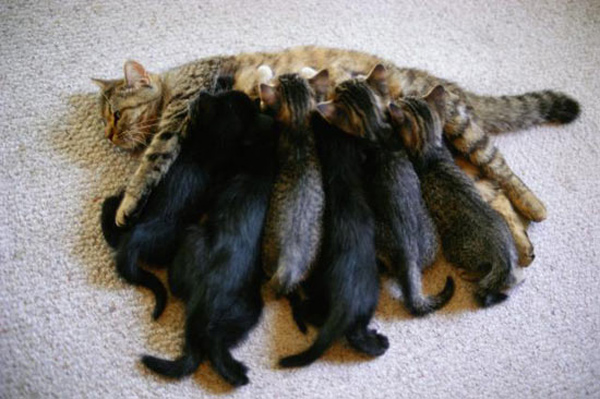 cat nursing six kittens