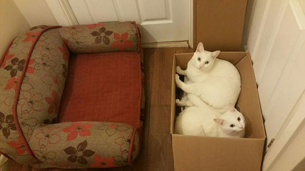 white cats in box cat