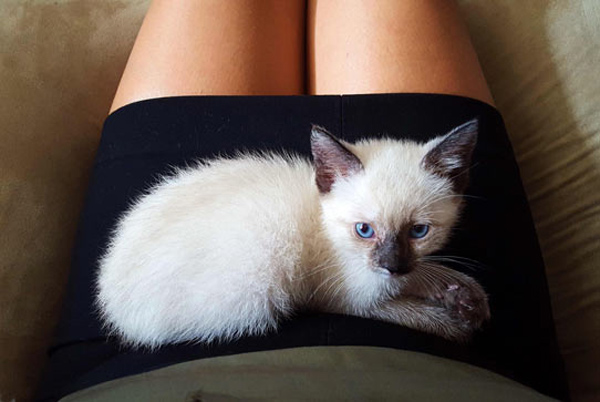 white cat on black lap