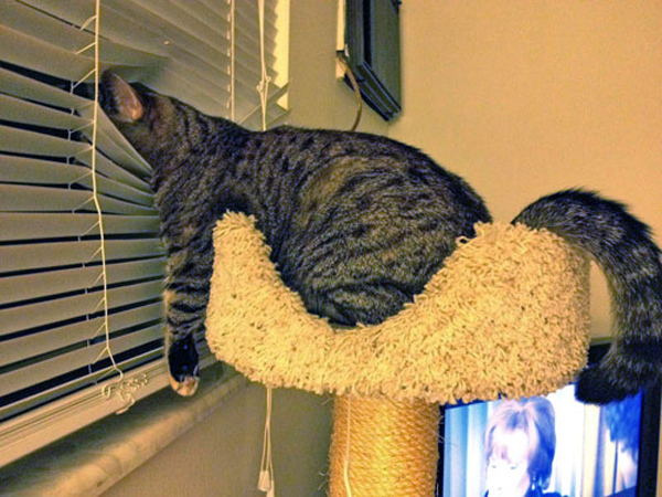 cat looking through window blinds