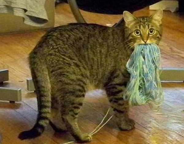 cat eating yarn